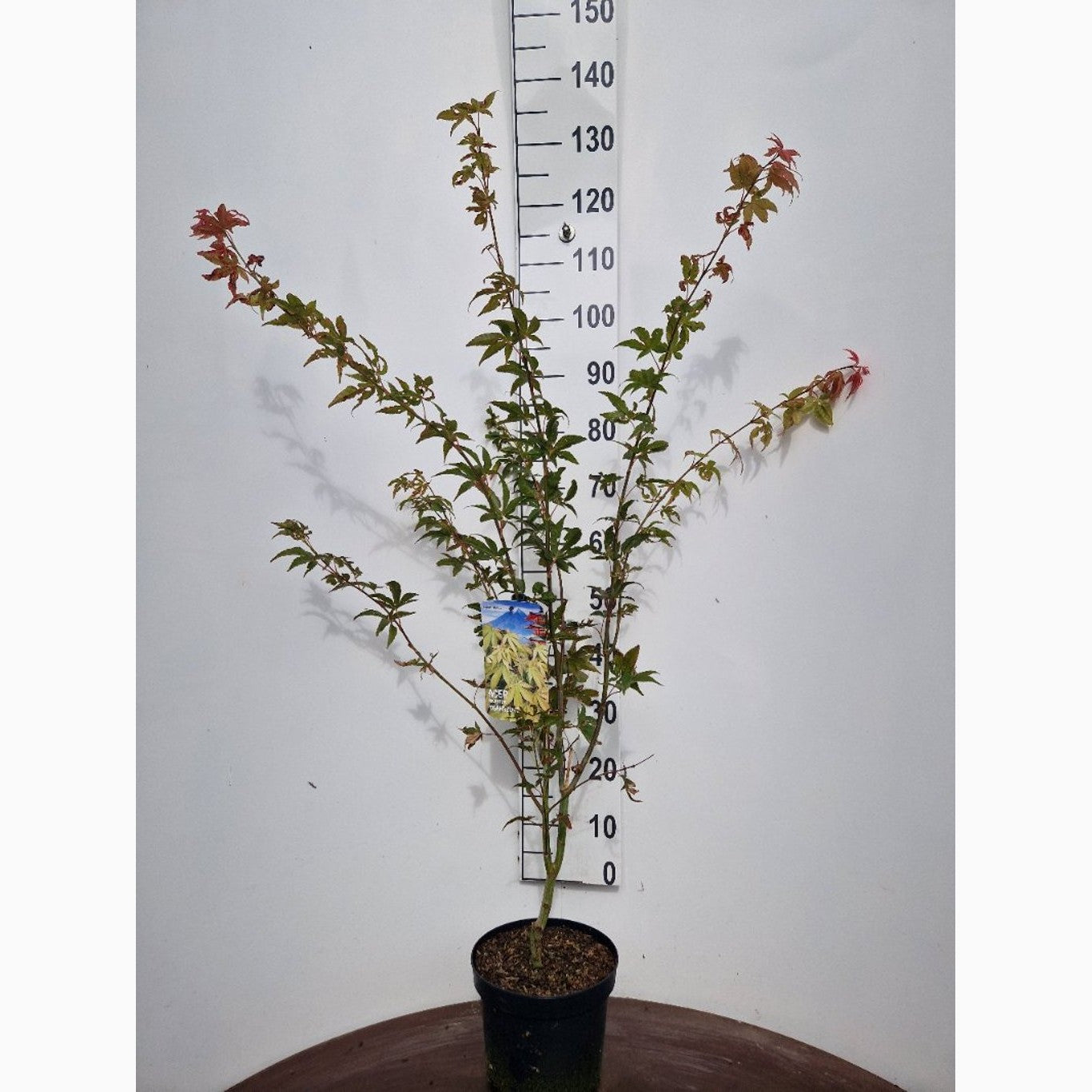 Japansk lönn – Acer pal. 'Osakazuki' - C5 60-80 CM